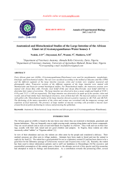 Anatomical and Histochemical Studies of the Large Intestine of the