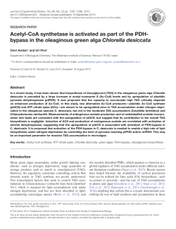 Acetyl-CoA synthetase is activated as part of the PDH