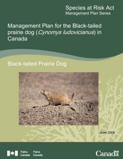 Management Plan for the Black