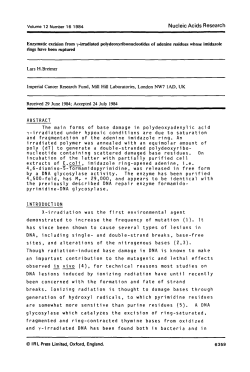 Enzymatic excision from &gamma;-irradiated polydeoxyribonucleotids of
