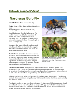 Narcissus bulb fly