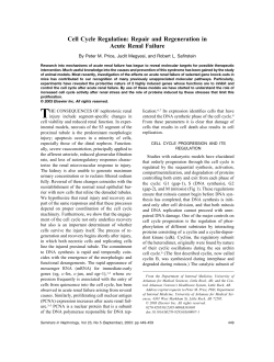 Cell Cycle Regulation: Repair and Regeneration in Acute Renal
