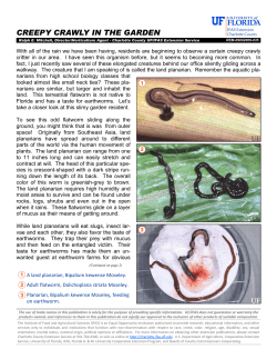 Land Planarian Flatworm - Charlotte County Extension Service