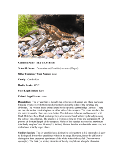 Common Name: SLY CRAYFISH Scientific Name: Procambarus