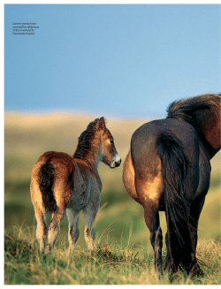 Exmoor ponies have roamed the wilderness of the moorland for