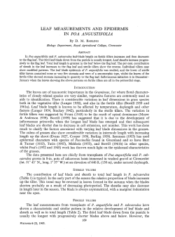 LEAF MEASUREMENTS AND EPIDERMIS IN POA ANGUSTIFOLIA