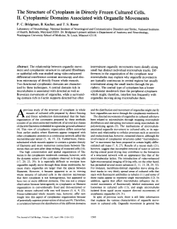 The Structure of Cytoplasm in Directly Frozen