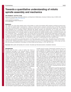 Towards a quantitative understanding of mitotic spindle assembly