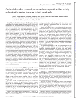 Calcium-independent phospholipase A2 modulates cytosolic