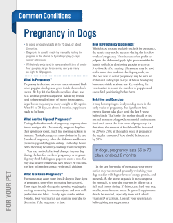 Pregnancy in Dogs