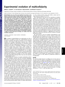 Experimental evolution of multicellularity