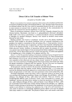 Direct Cell to Cell Transfer of Bittner Virus