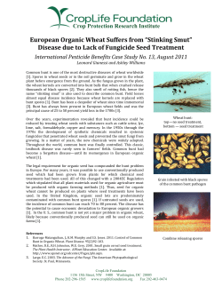 Lack of Seed Treatment Fungicides Causes Disease Increase in