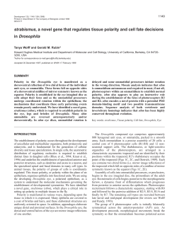 strabismus, a novel gene that regulates tissue
