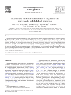Structural and functional characteristics of lung macro