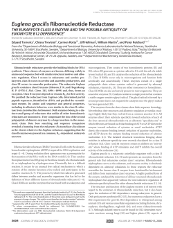 Euglena gracilis Ribonucleotide Reductase