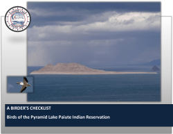 Birds of Pyramid Lake, Nevada