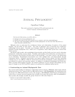 Animal Phylogeny