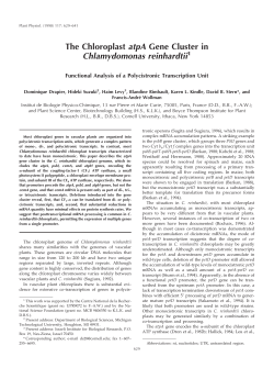 The Chloroplast atpA Gene Cluster in Chlamydomonas reinhardtii1