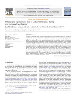 Octopus arm regeneration: Role of acetylcholinesterase during