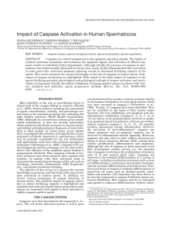 Impact of caspase activation in human spermatozoa