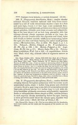 sorus.&mdash;Monachosorum, Kze. in Schk. Fil. Suppl. ii. p. 1. t. 101