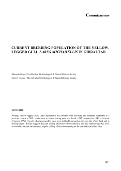 legged gull larus michahellis in gibraltar