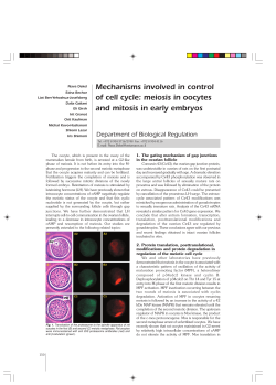 Mechanisms involved in control of cell cycle: meiosis in oocytes and