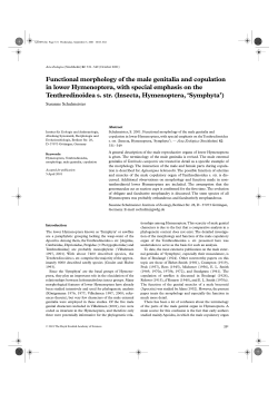 Functional morphology of the male genitalia and copulation in lower