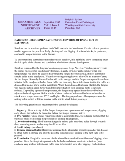 Narcissus-Recommendations for Control of Basal Rot of Daffodils