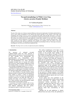 Toe-pad morphology in White`s tree frog, Litoria caerulea (Family