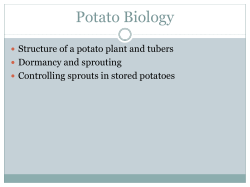 Potato Biology