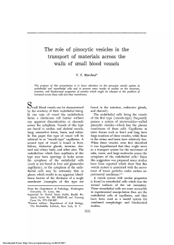 The Role of Pinocytic Vesicles in the Transport of Materials