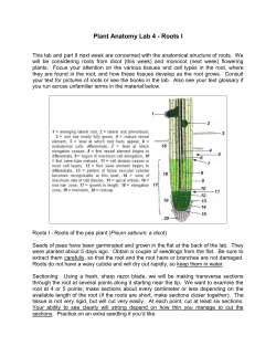 Plant Anatomy Lab 4