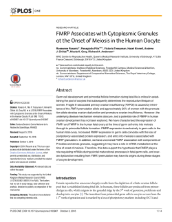FMRP Associates with Cytoplasmic Granules at the Onset of Meiosis