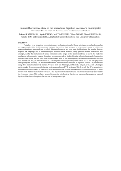 Immunofluorescence study on the intracellular digestion process of