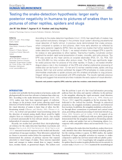 Testing the snake-detection hypothesis: larger early posterior