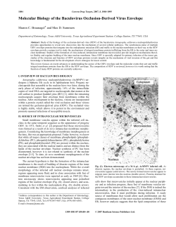 Molecular Biology of the Baculovirus Occlusion