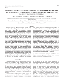 Nitrogen assimilation pathways in chemoautotrophic symbioses