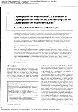 Leptographium, engelmannii, a synonym of Leptographium