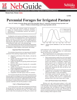 Perennial Forages for Irrigated Pasture