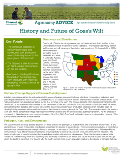 History and Future of Goss`s Wilt