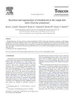 Secretion and regeneration of tetrodotoxin in the rough