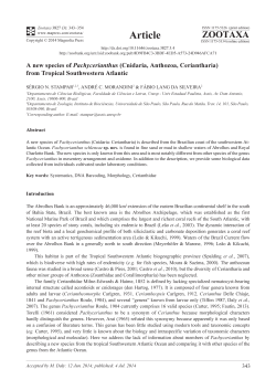A new species of Pachycerianthus (Cnidaria, Anthozoa