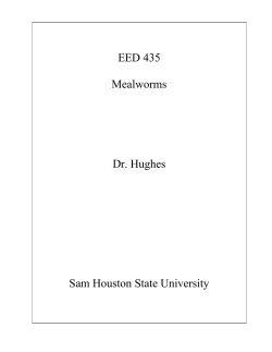 EED 435 Mealworms Dr. Hughes Sam Houston State University