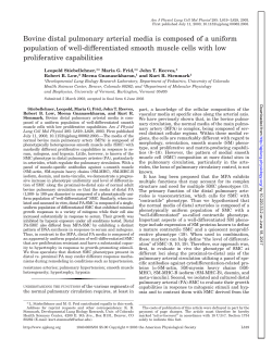 Bovine distal pulmonary arterial media is composed of a - AJP-Lung