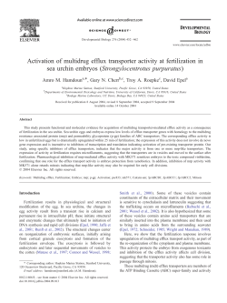 Activation of multidrug efflux transporter activity at fertilization in sea