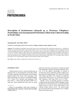 Description of Zoothamnium chlamydis sp. n. (Protozoa: Ciliophora