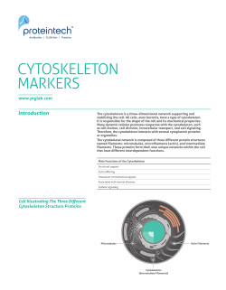 cytoskeleton markers