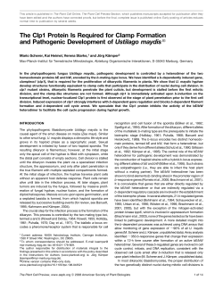The Clp1 Protein Is Required for Clamp Formation and Pathogenic